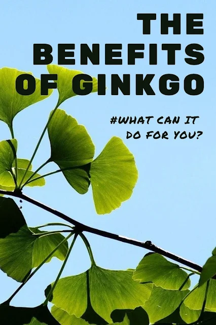 Gingko Biloba: It Can Change Your Life