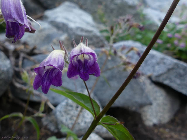 088: purple flowers
