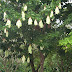 Pohon sapu tangan (Maniltoa grandiflora)