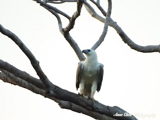 White-bellied Sea-eagle near East Coast Cycling Road