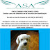 Poodle encontrada perdida procura seu tutor!