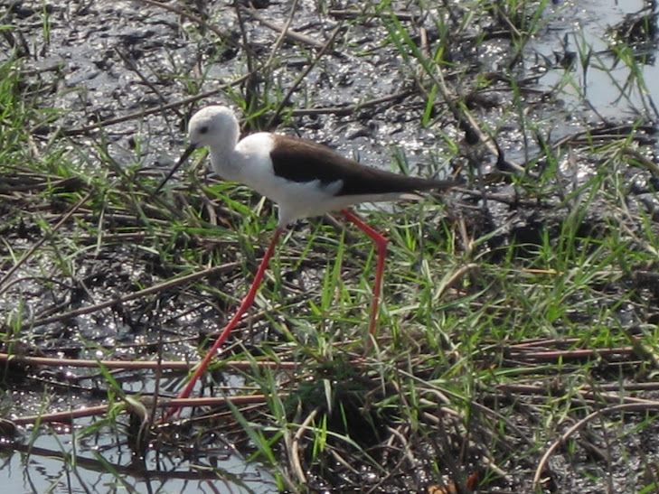 Stilt, Blackwinged