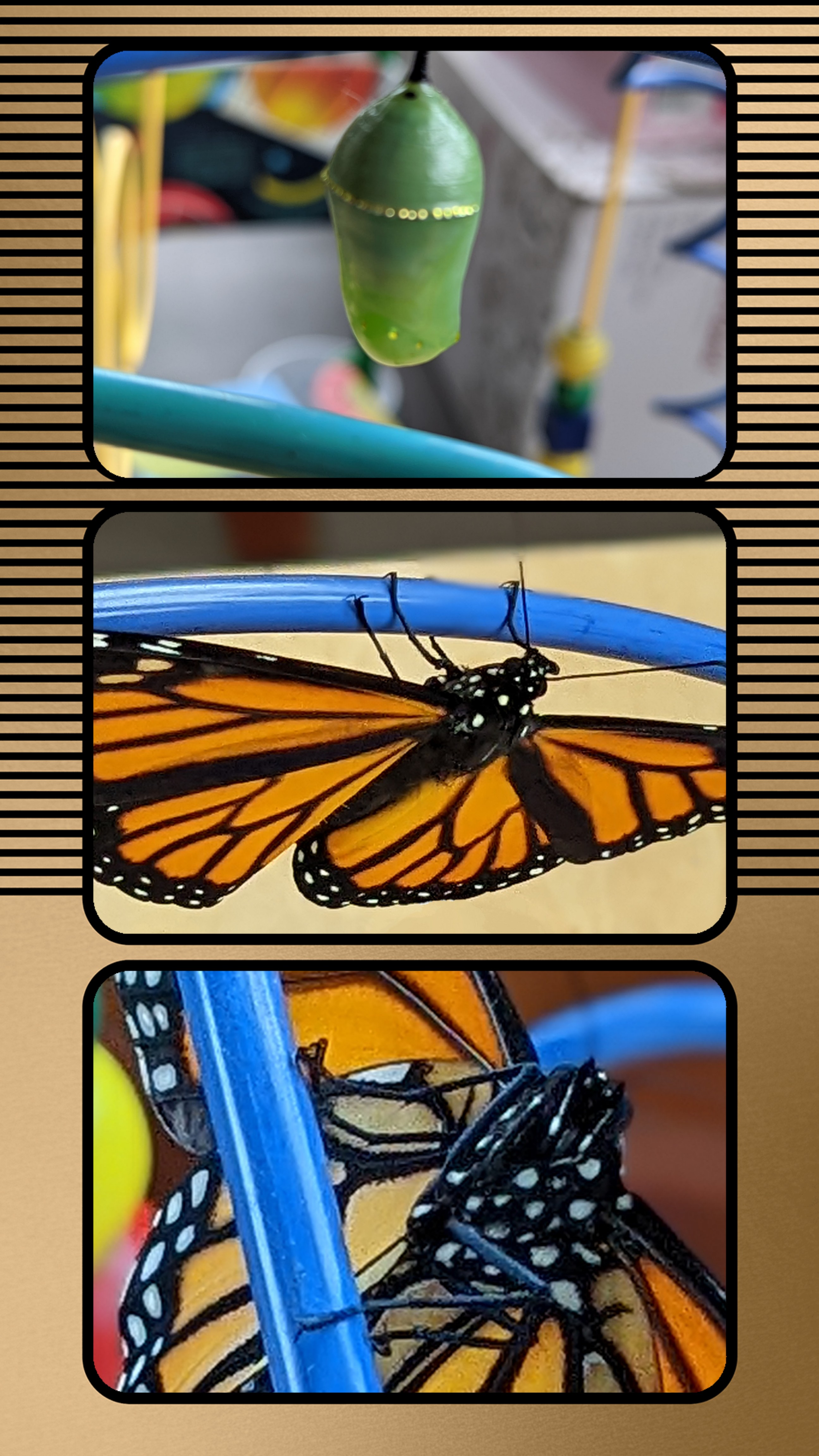 Collage of 3 photos, tip is a chrysalis, bottom 2 are of the Monarch butterfly that emerged