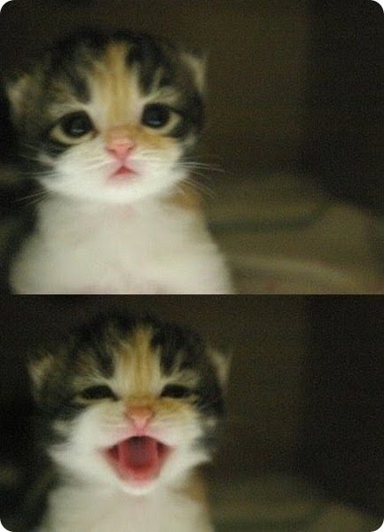 tumblr_lfy1foATwG1qfthgpo1_500_large