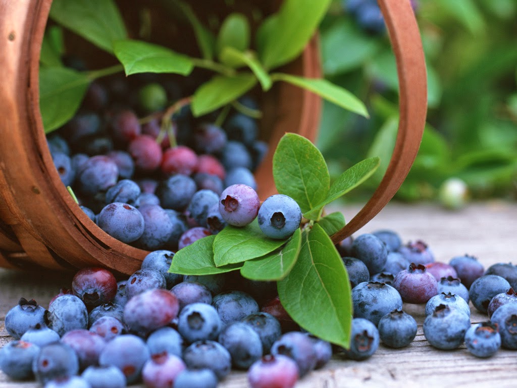Blueberries help to reduce body fat