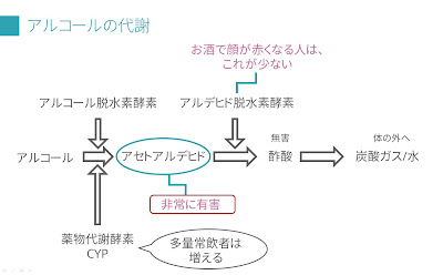 アルコールの代謝　画像