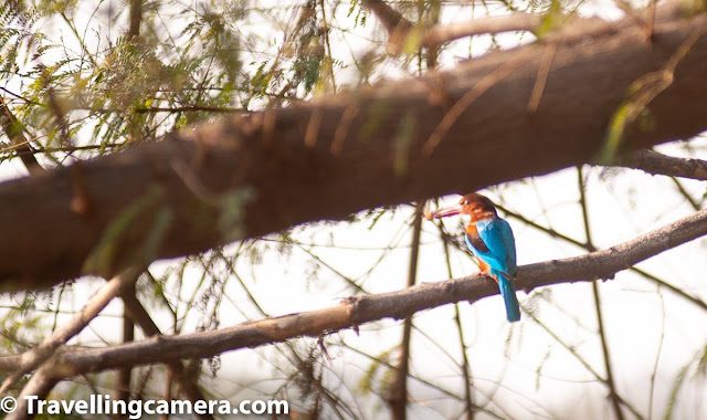 Bird of the Month, Birding, Bird Photography, Kingfisher, Bird Watching