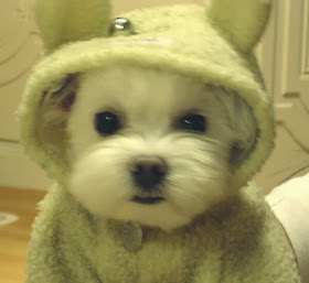 Cute dogs (50 pics), dog pictures, cute dog wears costume
