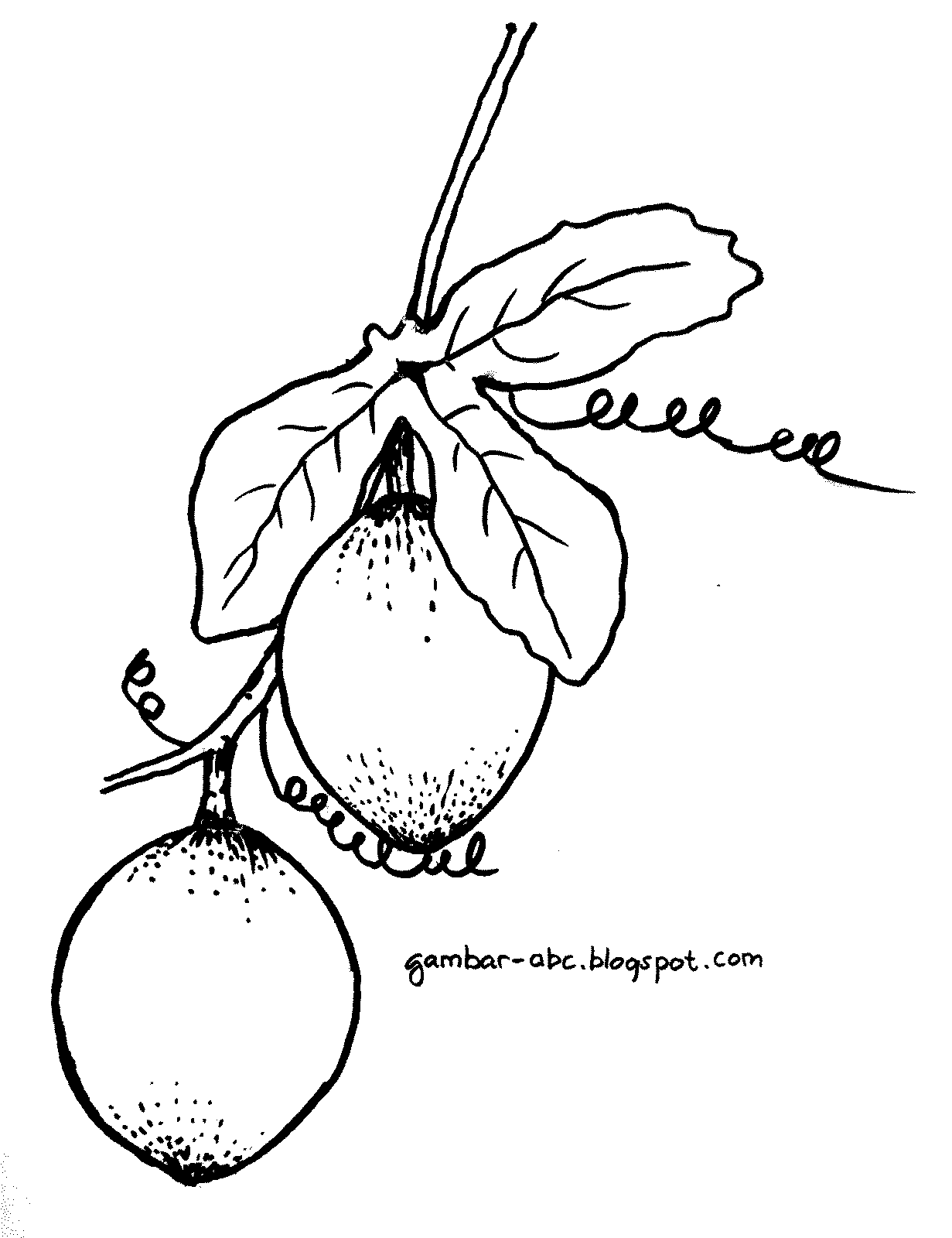 Gambar Mewarnai Buah Markisa