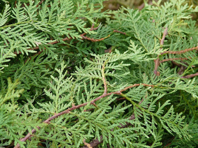 How To Grow Thuja From Cuttings