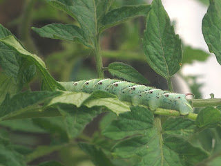 Sphinx des tomates - Manduca quinquemaculata