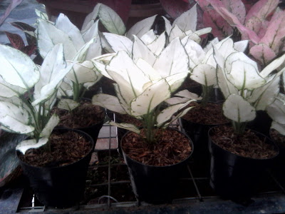 aglonema snow white