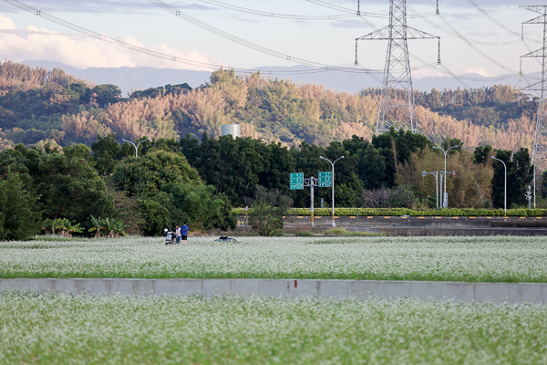 台中霧峰蕎麥花海超夢幻，33公頃浪漫12月雪搭配田園風光好好拍