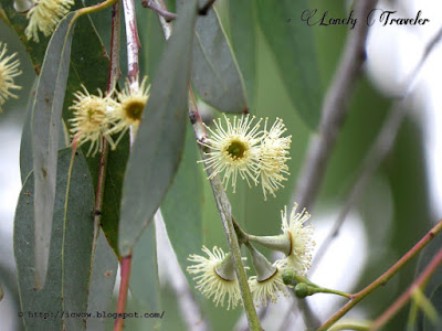 Eucalyptus flower - Corymbia citriodora