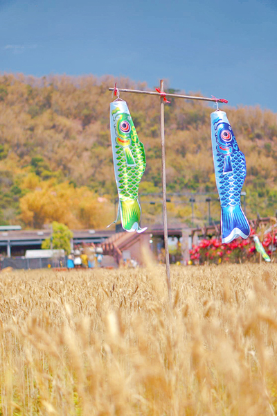 南投集集和平快樂田園粉芒園改種黃金山麥田，網美照好好拍