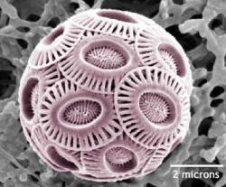 l'Emiliana huxleyii al microscopio