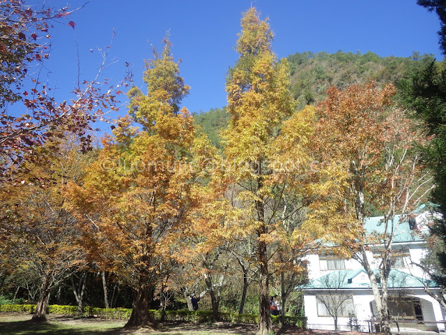 Taiwan Aowanda (奧萬大) maple season - dawn redwood