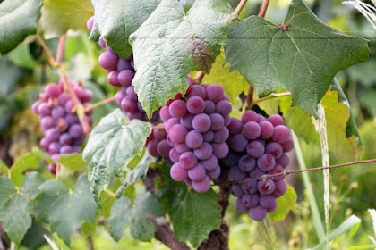 6 Manfaat Buah Anggur Merah Di Balik Kesegarannya