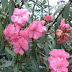 Zakkum, Ağı çiçeği, kan ağacı, zıkkım ağacı (Nerium oleander)