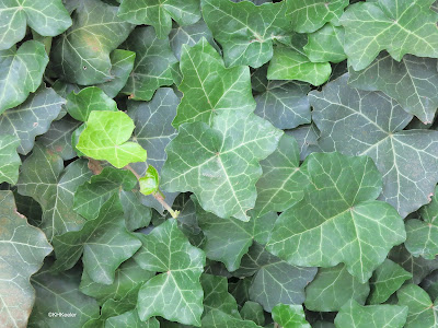 English ivy leaves