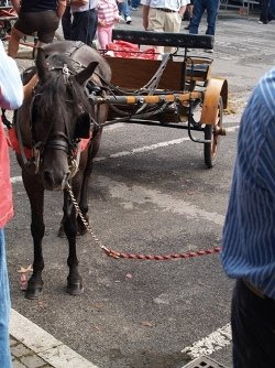 Il cavallino col suo calesse.