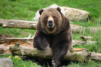 Bear in Woodland Park Zoo 