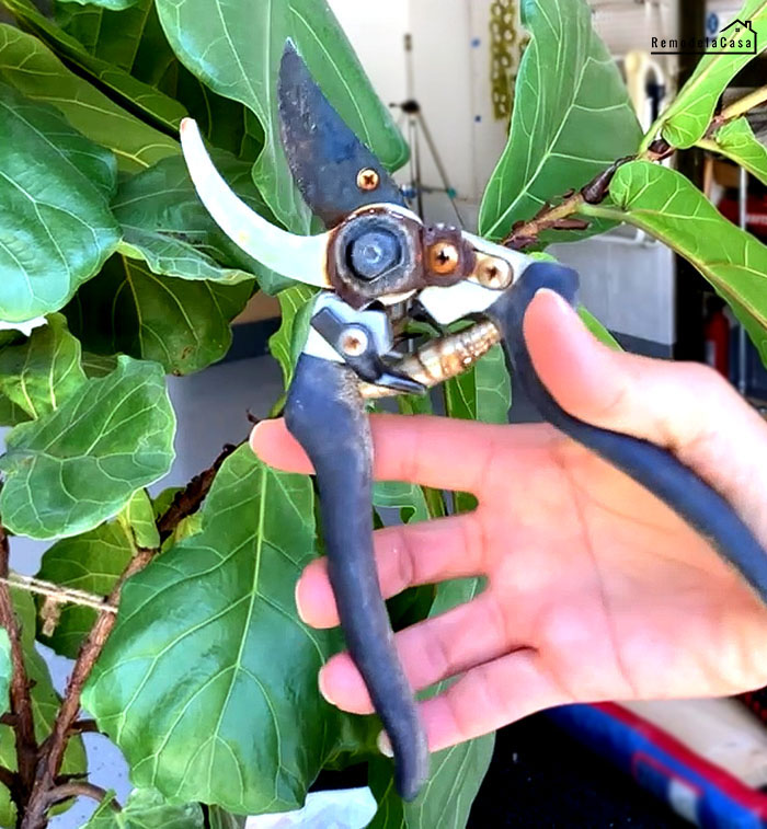 pruning shears to cut a fiddle leaf