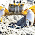 Ghost Crab - Ghost Crabs North Carolina