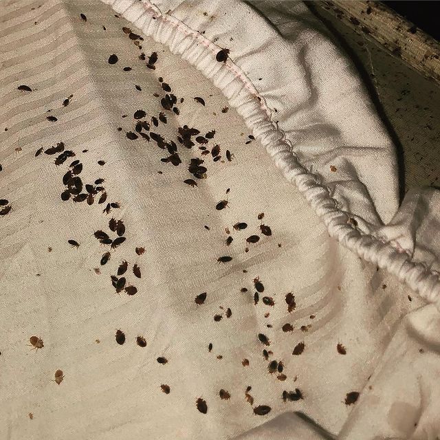 Bed Bug Pics