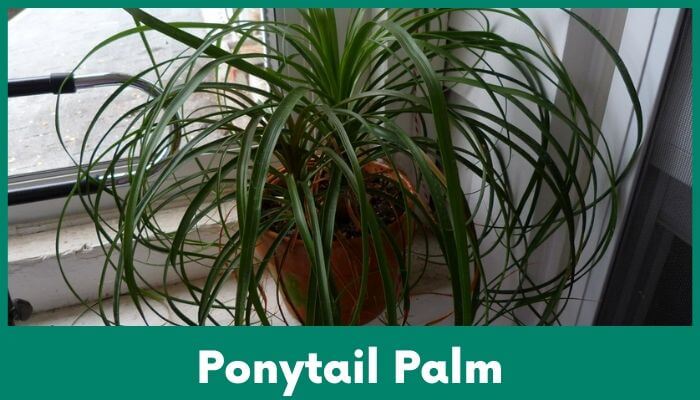 Ponytail Palm