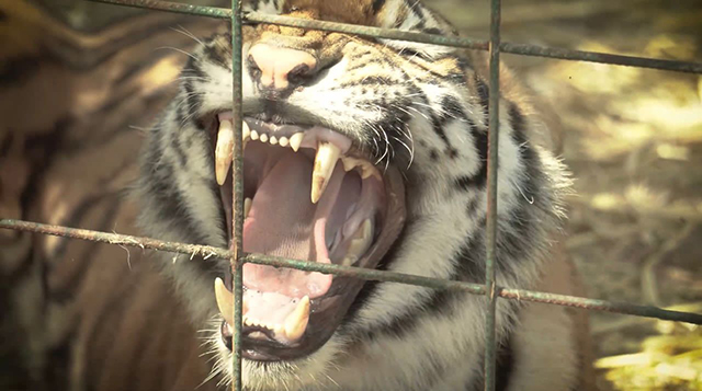 AZCARM y Ostok Sanctuary trasladan a unos 200 tigres a la India