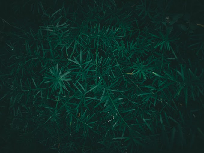 15 Wallpaper Dark Green Full HD 