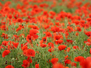 Poppy fields. Having a relatively wet summer this year may have a . (wild poppies)