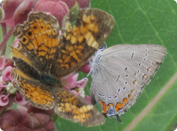 IMG_7201 Acadian Hairstreak (Satyrium acadica) Butterfly (6)