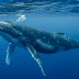 Thirty six feet long whale found in the forests of the Amazon, Experts bothered