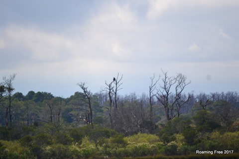 Nicolas spotted an eagle in a tree