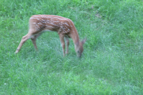 a fawn caught between scamper and cavort