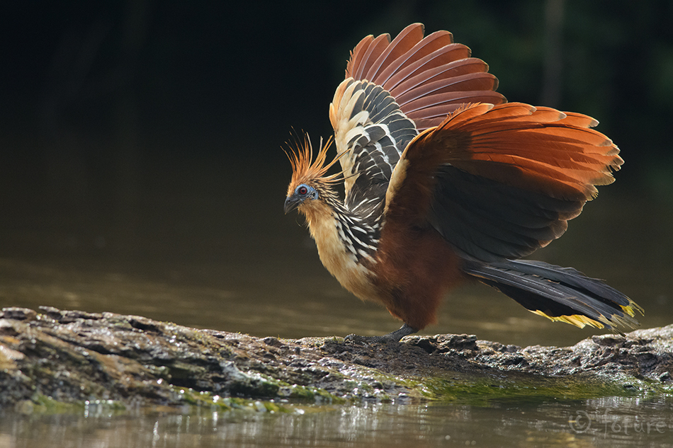 Hoatsiin, Opisthocomus hoazin, Hoatzin, hoactzin, tuttkana