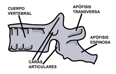 Vertebra, Cuerpo vertebral