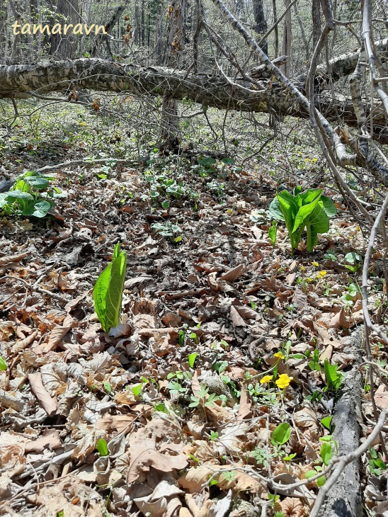 Связноплодник почколистный (Symplocarpus renifolius)