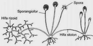 Rhizopus stolonifer Reproduksi Zygomycota