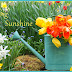 Delightful Orange