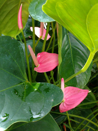 pink peace lily