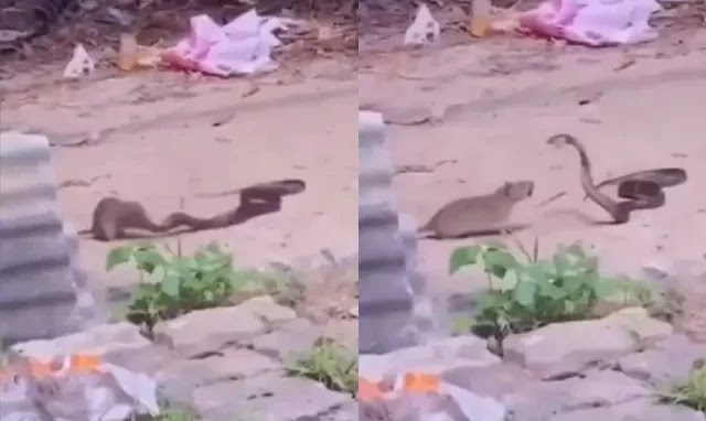 Shocking Video: खतरनाक सांप से भिड़ा छोटा सा चूहा, नोच-नोच कर हालत कर दी खराब