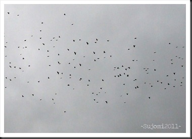 2011 11 27 DSCF9250aw