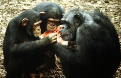 Chimps Sharing Food