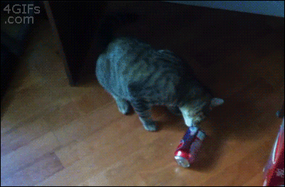 Funny cats - part 347, cute cat photo, cat images, cat gif