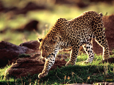  Top Most viewed Cheetah Wallpaper 