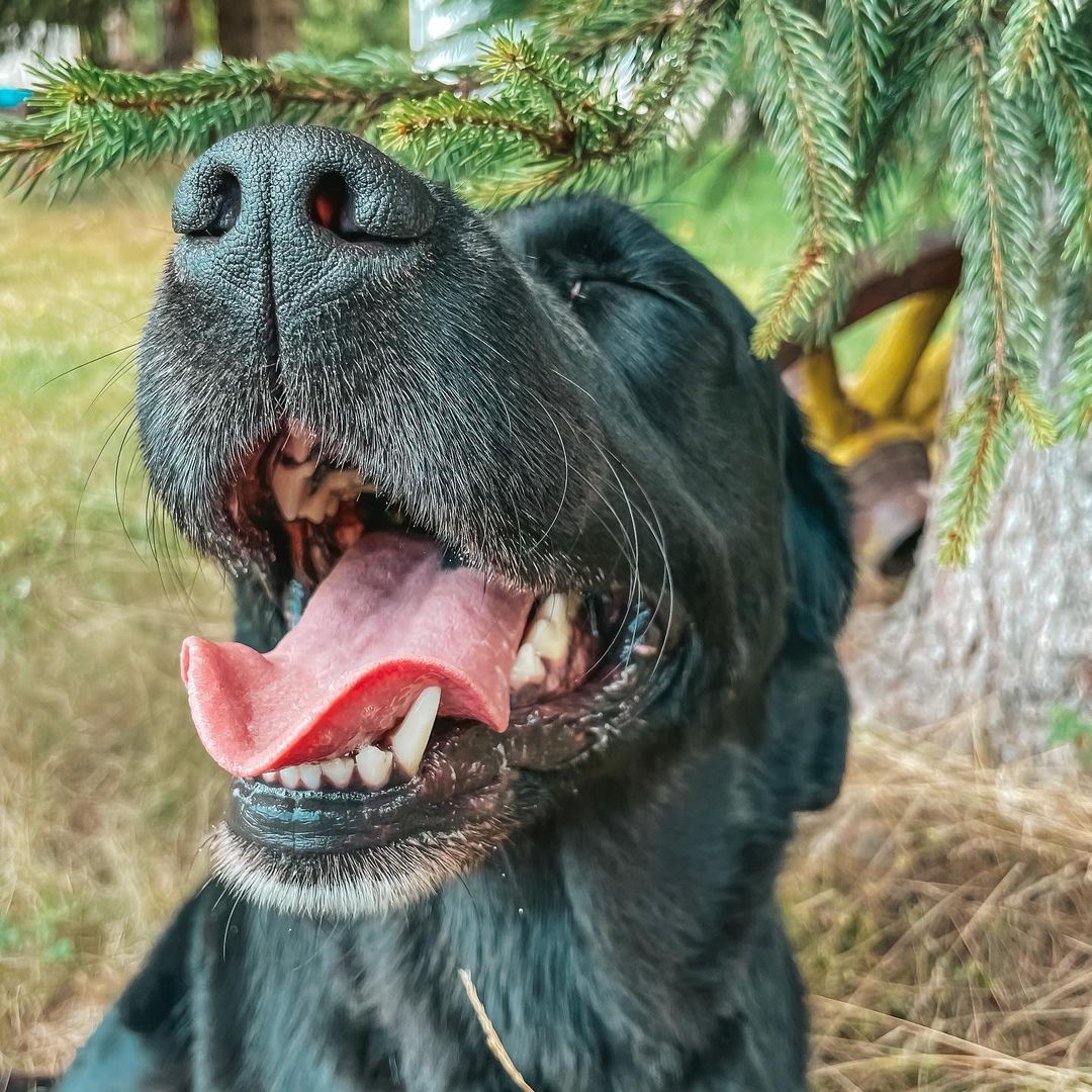 Kira, the Labrador