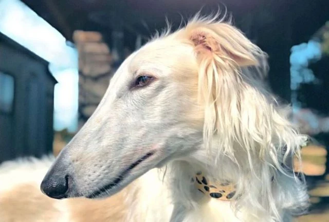 Borzoi Russian Wolfhound